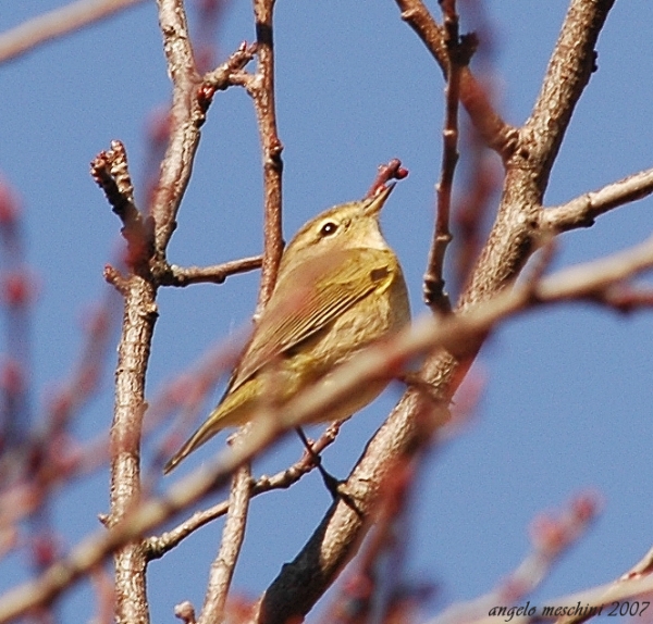 Lu piccolo - Phylloscopus collybita