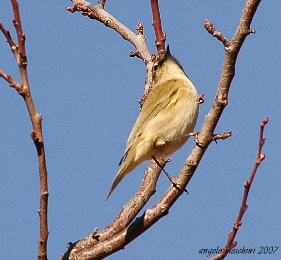 Lu piccolo - Phylloscopus collybita