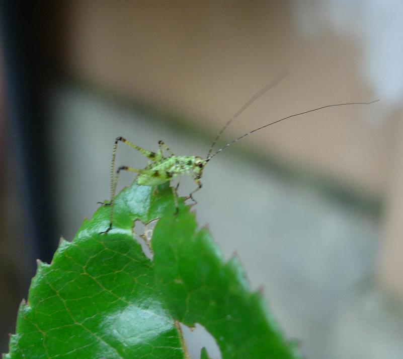 Insettini tipo grilli da riconoscere! please - Phaneroptera