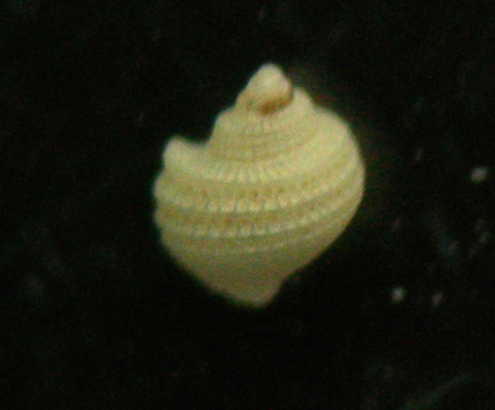 Alvania carinata juv.