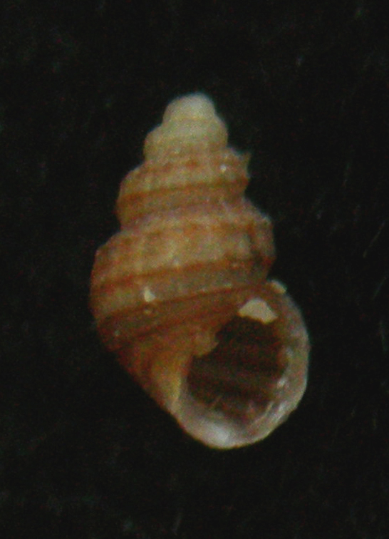 Alvania clathrella
