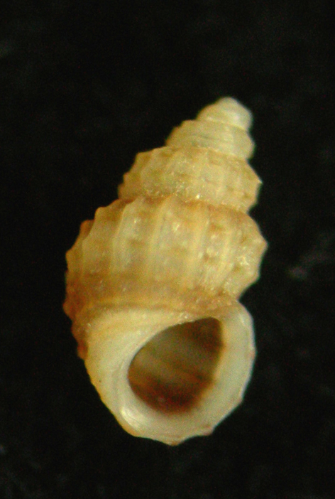 Alvania clathrella