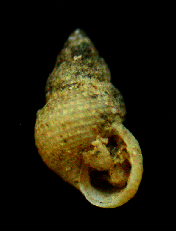 Alvania punctura