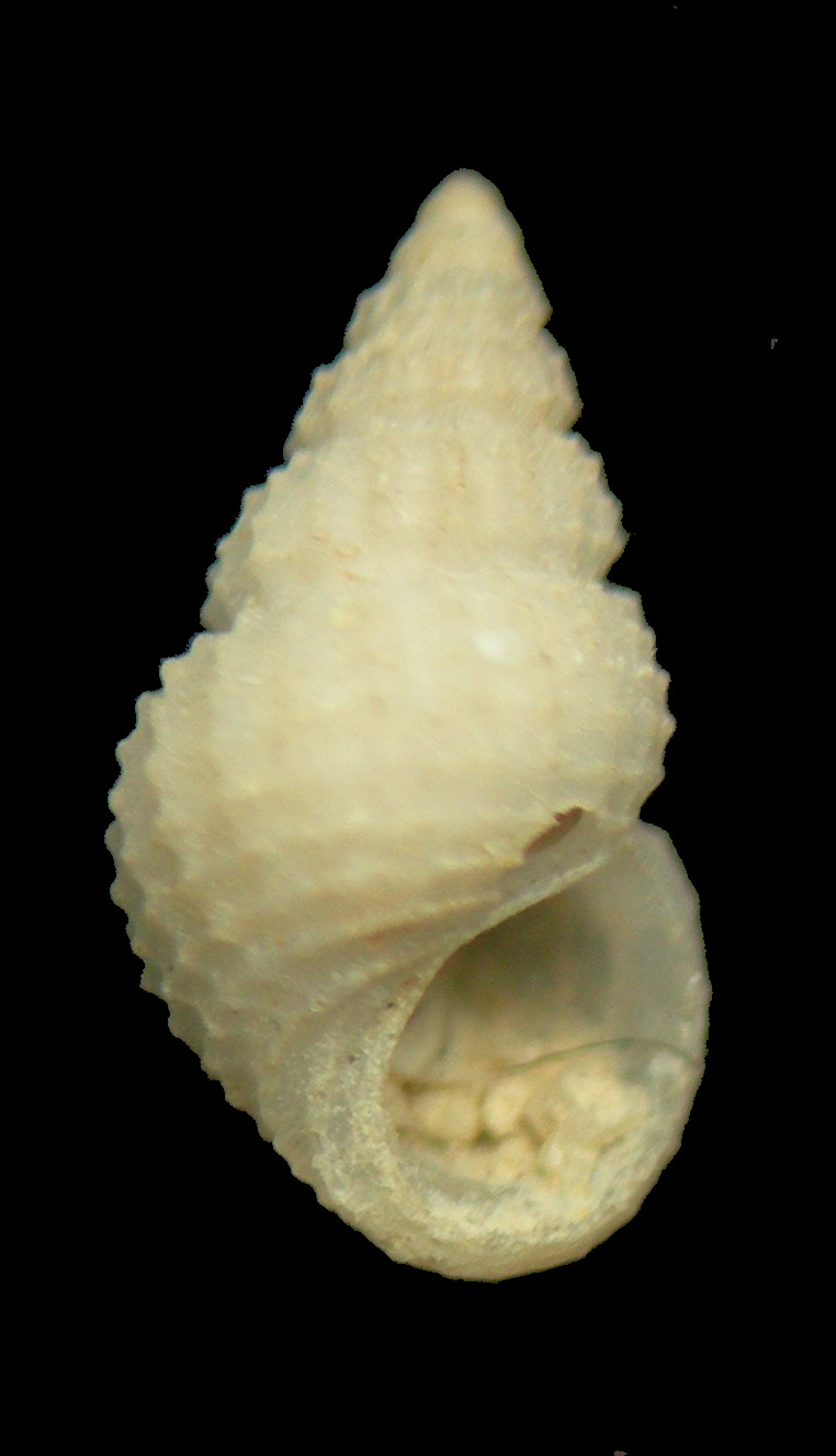 Alvania cimicoides