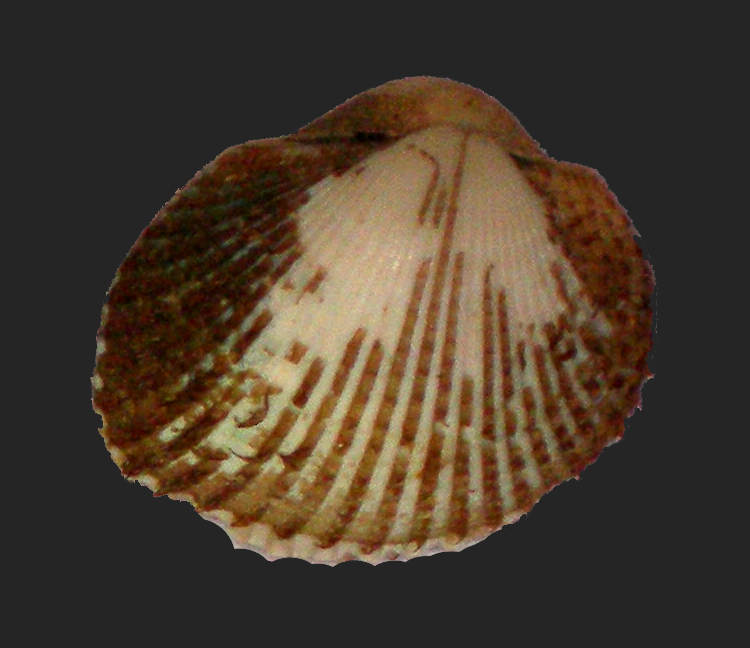 Scapharca inaequivalvis juv.
