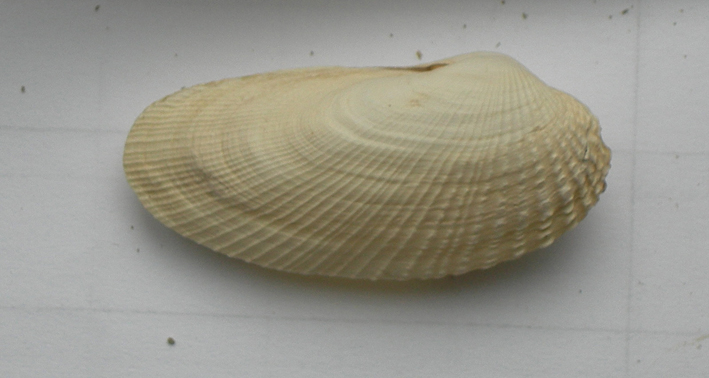 Petricola pholadiformis