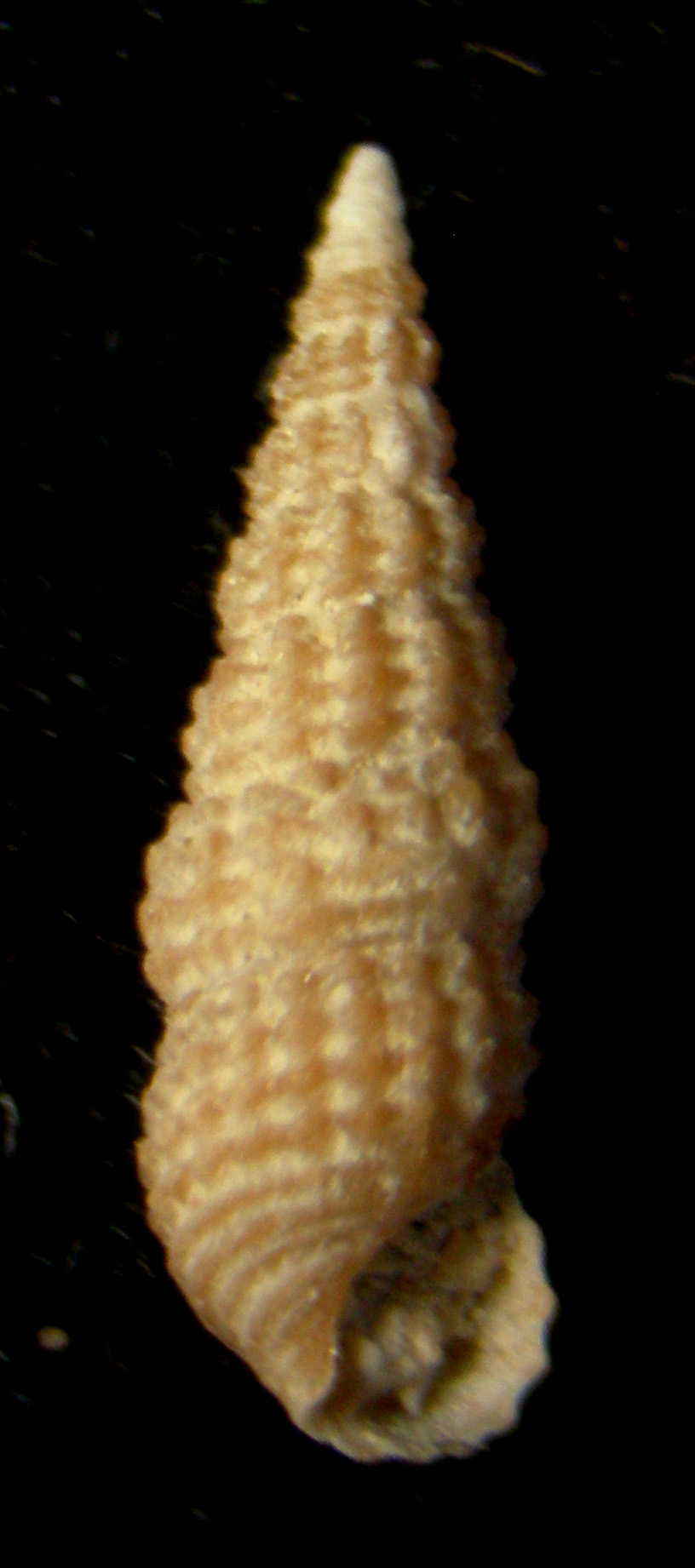 Bittium jadertinum