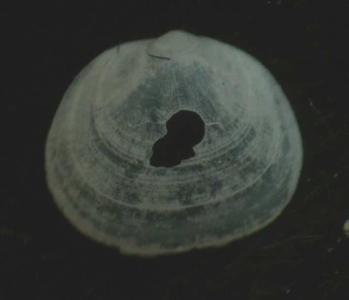 bivalve