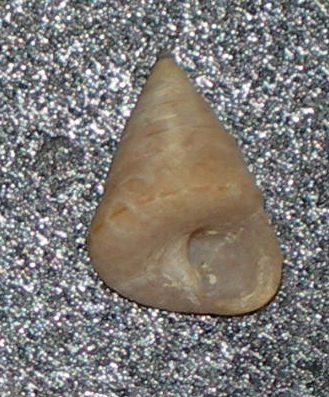 Calliostoma gualterianum