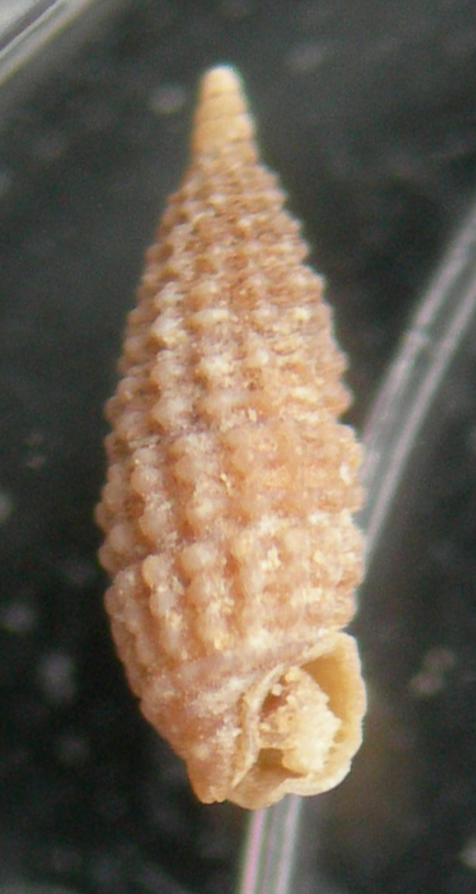 Cerithiopsis nana