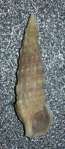 Cerithium protractum