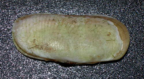 Solecurtus strigilatus