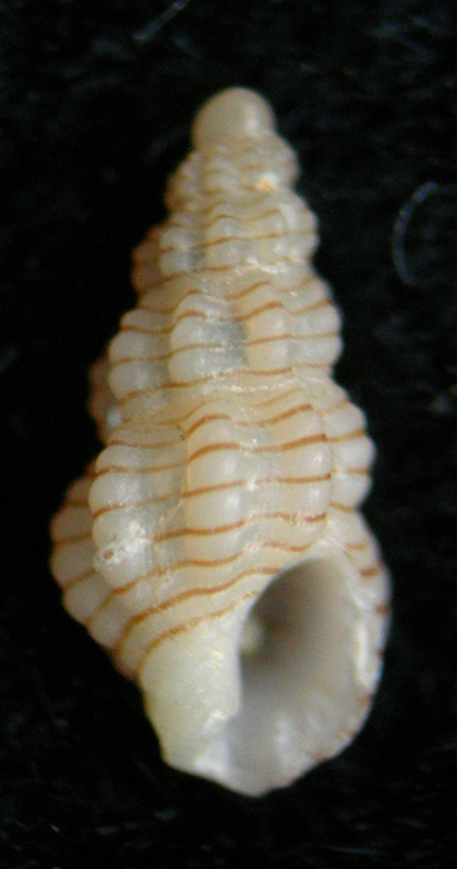 Chauvetia giunchiorum