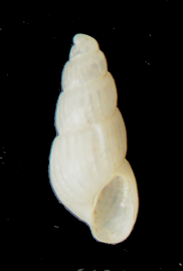 Chrysallida decussata