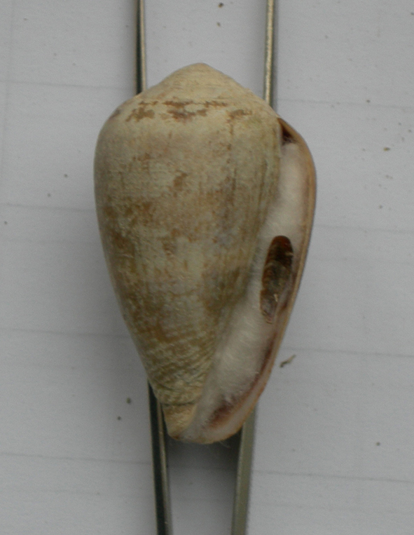 Conus mediterraneus