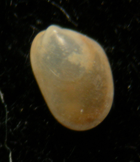 Modiolula phaseolina juv.