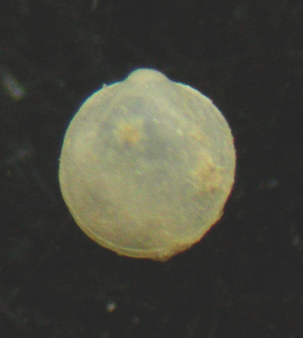 Crenella pellucida