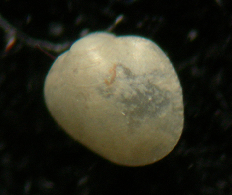 Rhomboidella prideauxi juv.