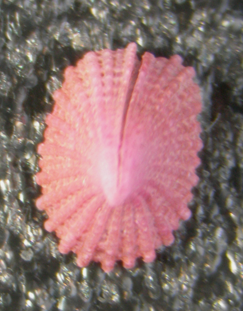 Emarginula fissura