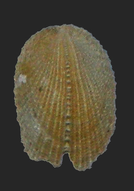 Emarginula sicula