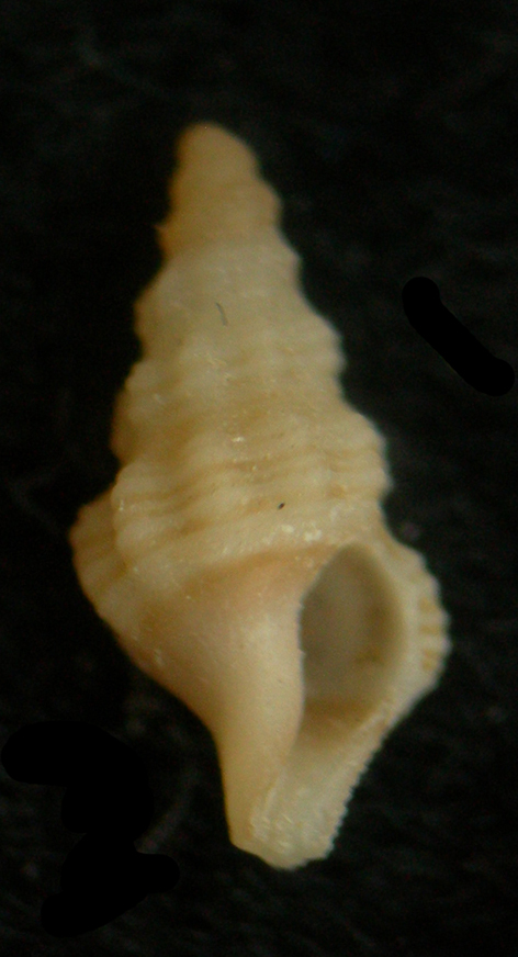 Chauvetia sp.