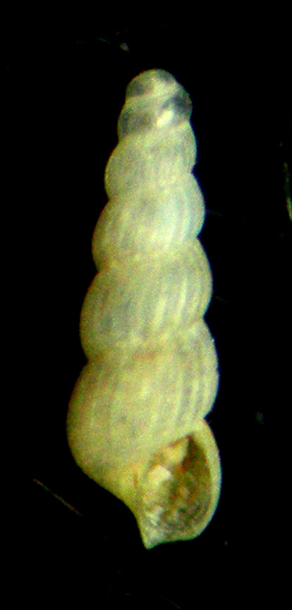 Graphis albida