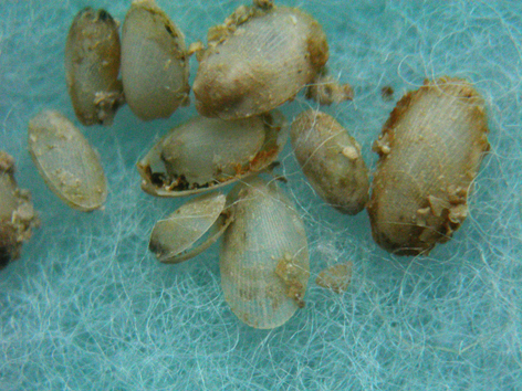 Limatula subovata