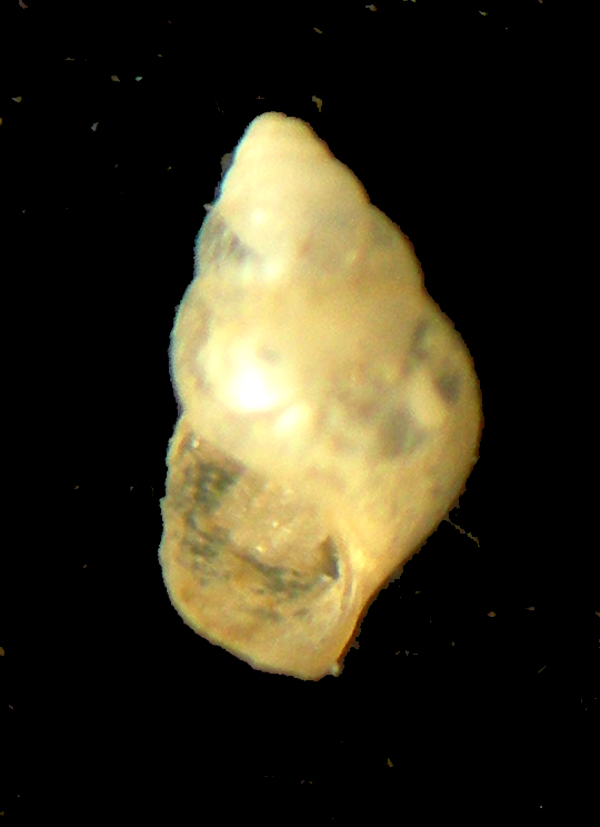 Limacina bulimoides