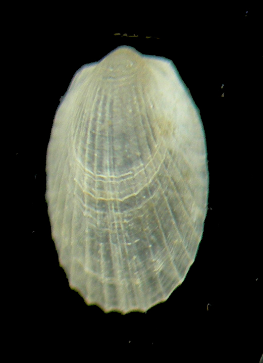 Limatula subauriculata