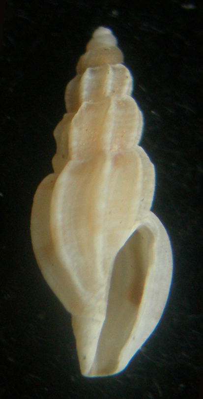 mangelia costata