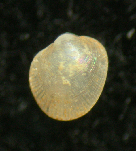 Rhomboidella prideaux juv.