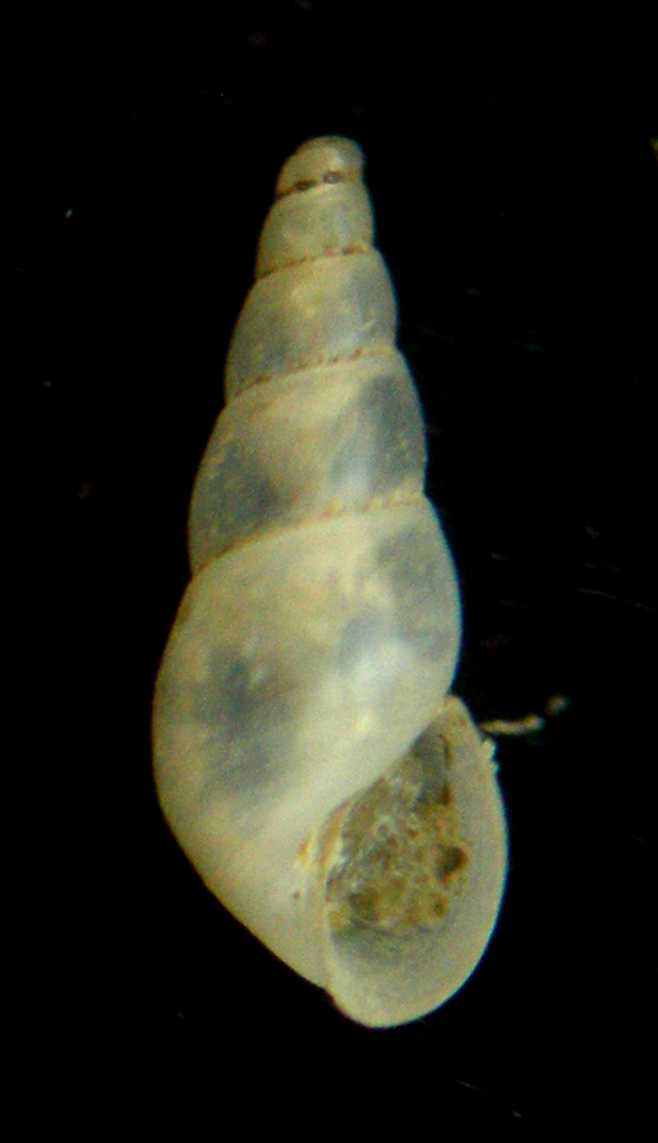 Ondina scandens