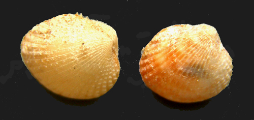 Parvicardium scabrum