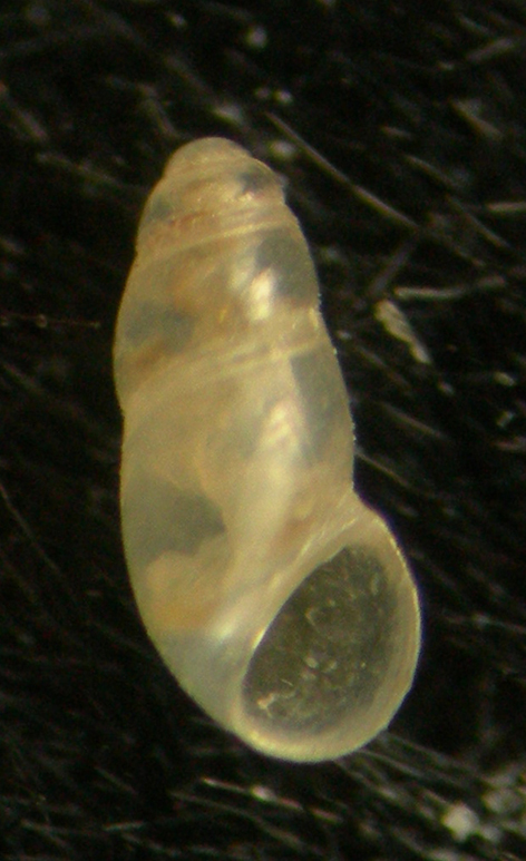 Botryphallus epidauricus