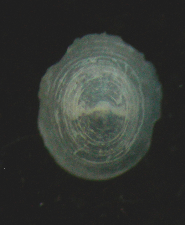 Lepetella laterocompressa