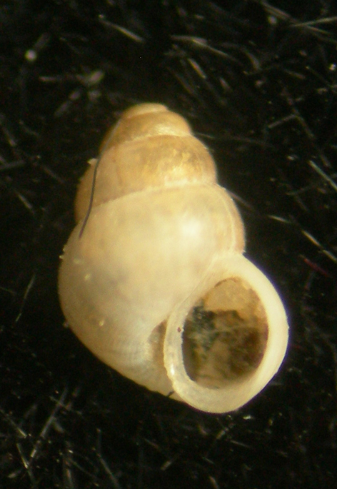 Obtusella cfr. macilenta