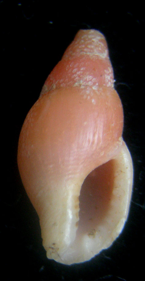 pyrenidae