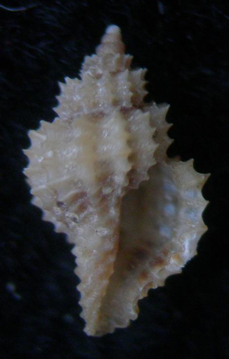 raphitoma??