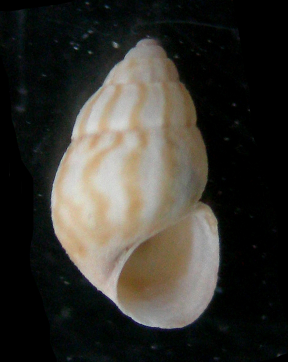 Pusillina sarsii