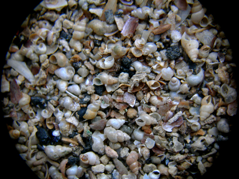 sabbiolina