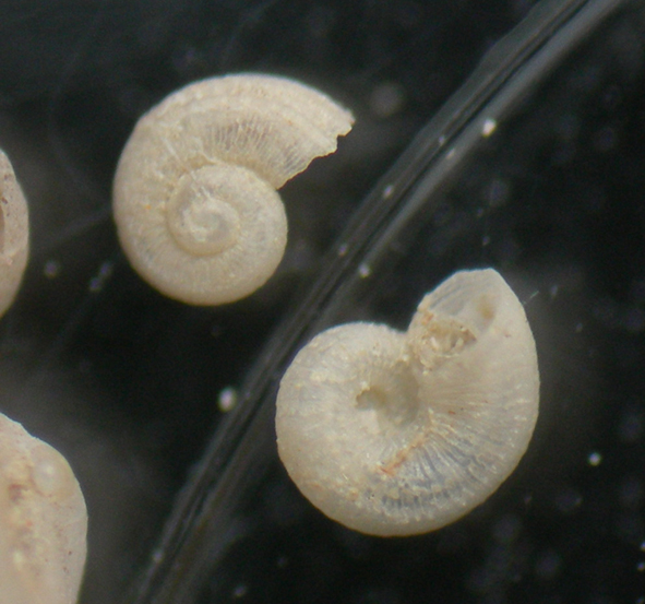 Skeneoides exilissima