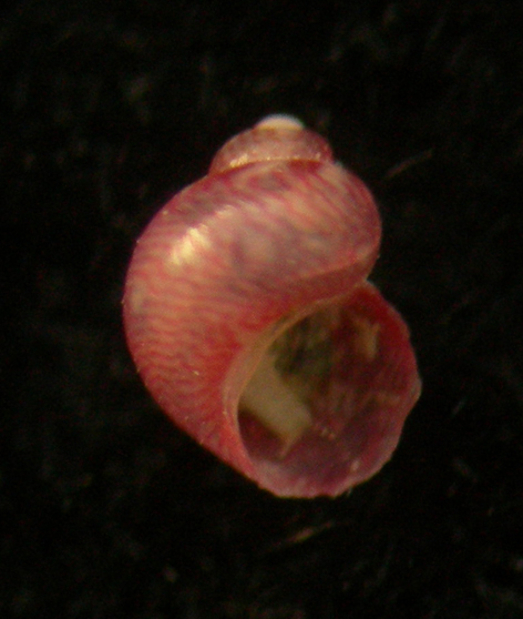 tricolia tingitana o altro?