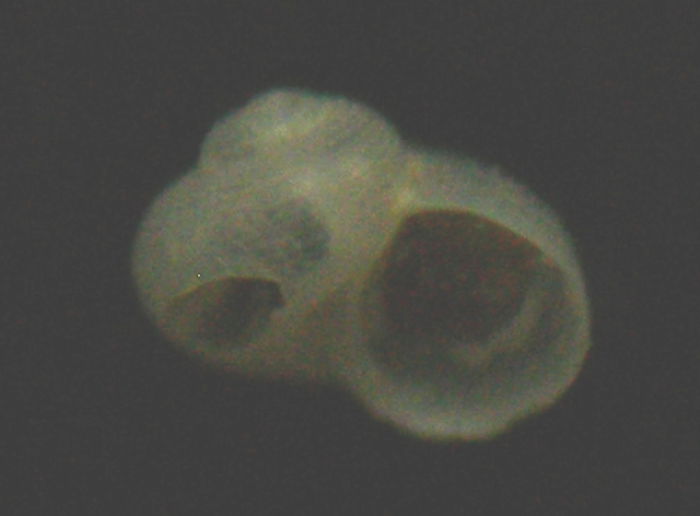 Dikoleps marianae