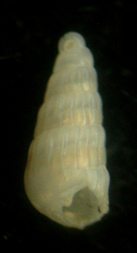 Turbonilla amoena