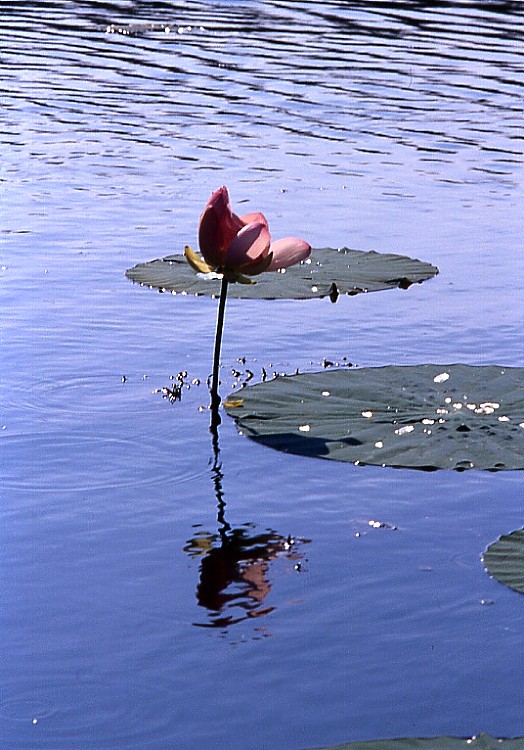 Laghi....della LOMBARDIA