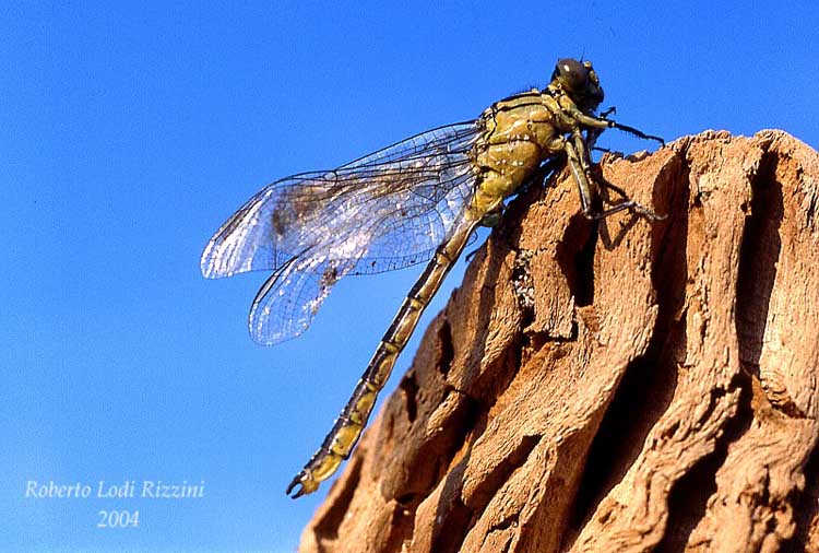 Libellule: lieti eventi nel fiume Po - Gomphus flavipes