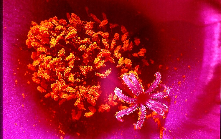 .........IN  UN  FIORE........