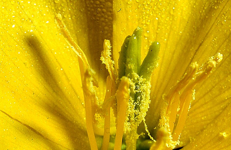 .........IN  UN  FIORE........