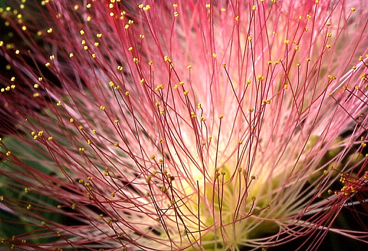 .........IN  UN  FIORE........