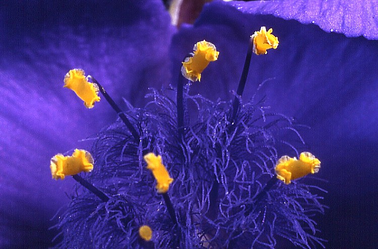 .........IN  UN  FIORE........
